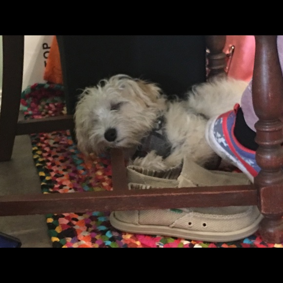 Meet your Posher, Shelly - Picture 2 of 2